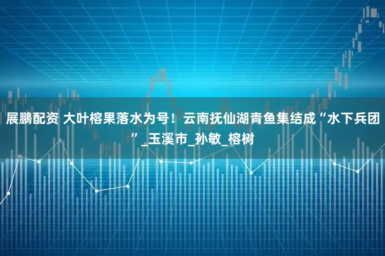 展鵬配资 大叶榕果落水为号！云南抚仙湖青鱼集结成“水下兵团”_玉溪市_孙敏_榕树