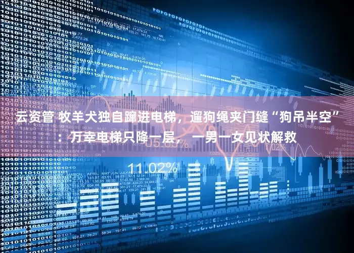 云资管 牧羊犬独自蹿进电梯，遛狗绳夹门缝“狗吊半空”：万幸电梯只降一层， 一男一女见状解救